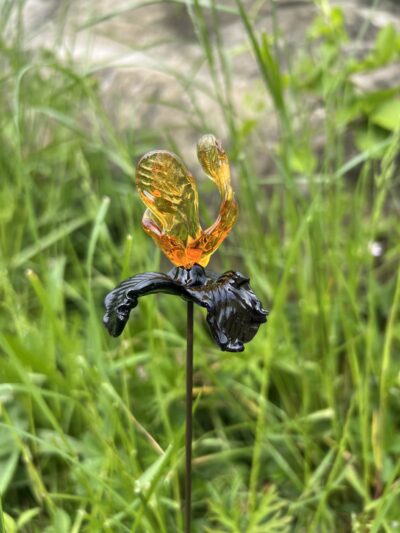 Belle Fleur d’iris