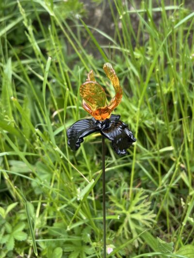 Belle Fleur d’iris