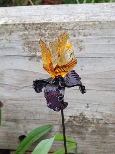 Belle Fleur d’iris