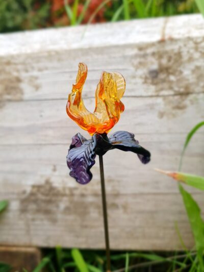 Belle Fleur d’iris