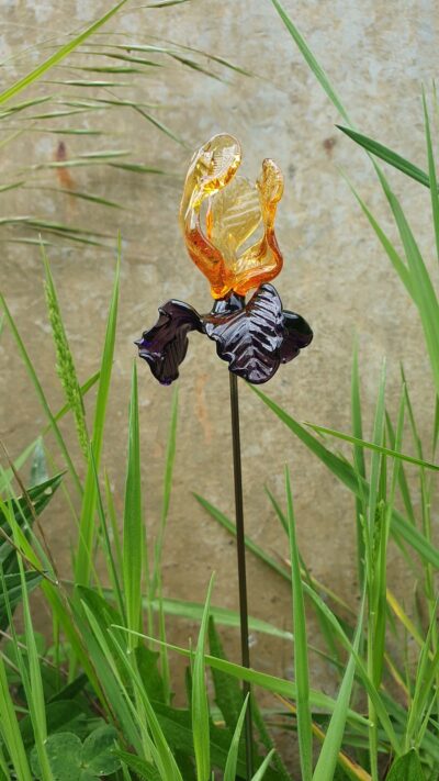 Belle Fleur d’iris