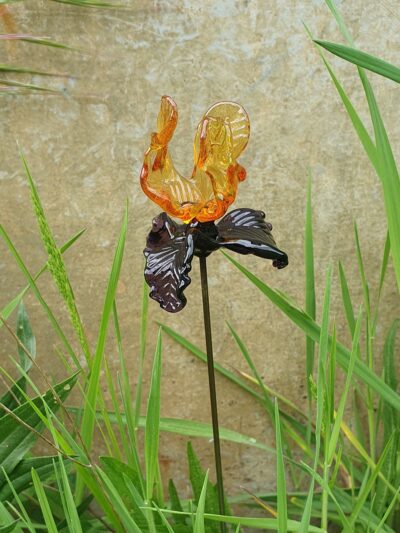 Belle Fleur d’iris
