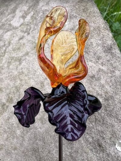 Belle Fleur d’iris