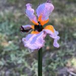 Fleur en verre artisanale