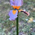 Fleur en verre artisanale