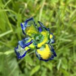 Fleurs en verre sur tige