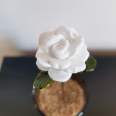 Rose blanche éternelle