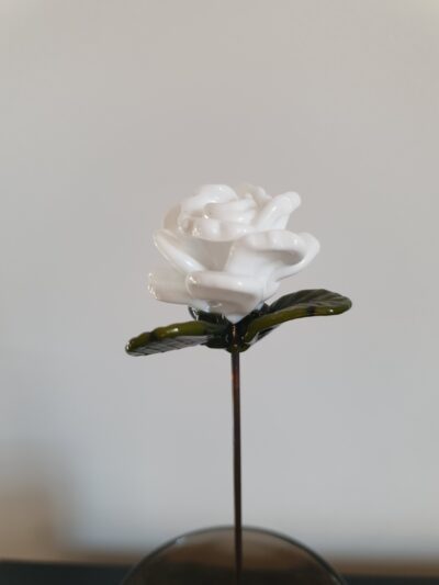 Rose blanche éternelle