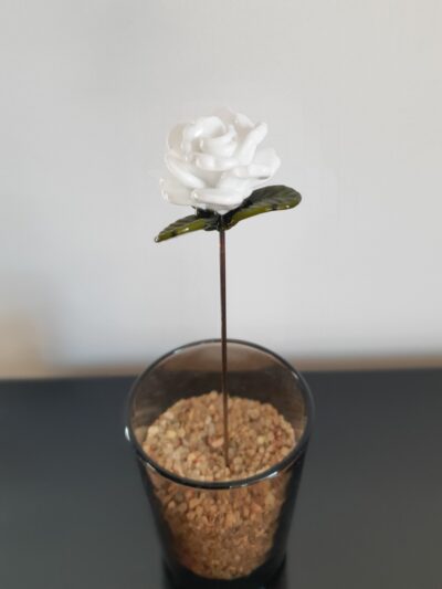Rose blanche éternelle