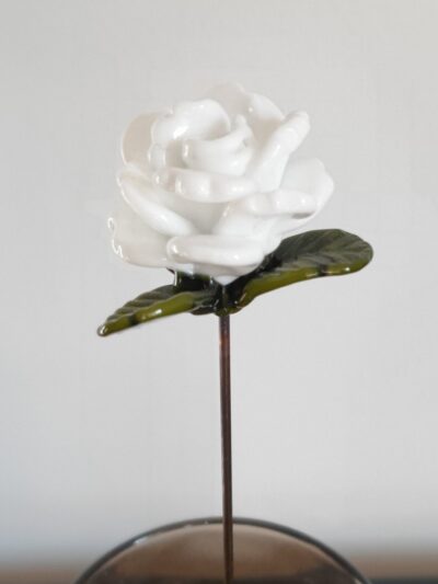 Rose blanche éternelle