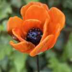 Fleur de Pavot en verre