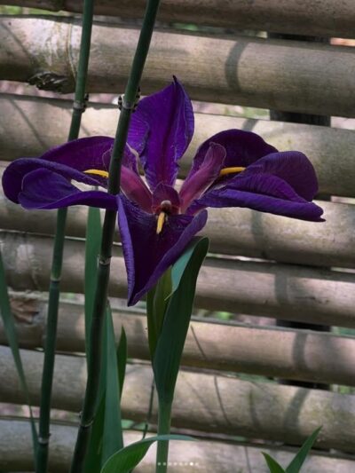 Iris en verre n°019 Iris des Marais – Image 5