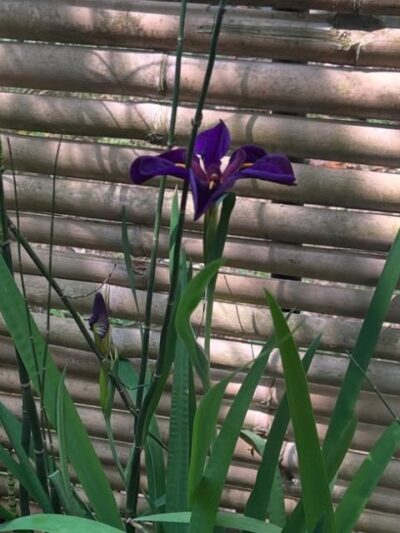 Iris en verre n°019 Iris des Marais – Image 6