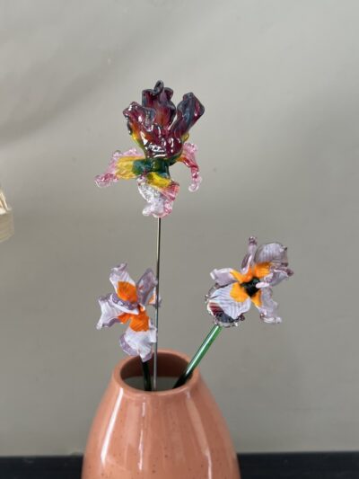 Iris
