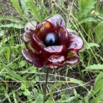 Pivoine en verre de Murano