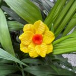 Jonquille en verre de Murano