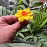 Jonquille en verre de Murano