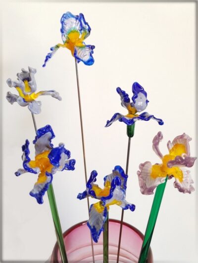 Iris