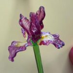 Fleur d’Iris en verre