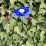 Bleuet de France en verre