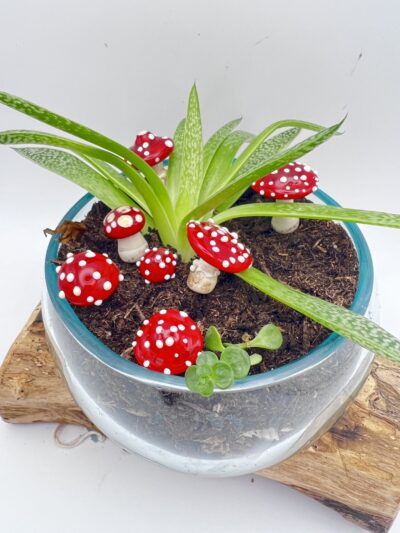 Champignons en verre