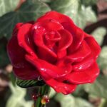 Roses en verre de Murano