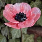 Coquelicot en verre rose mystique