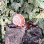 Escargot en verre tête basse