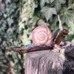 Escargot en verre tête basse