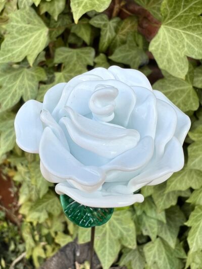 Rose blanche éternelle