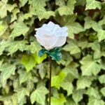 Rose blanche éternelle