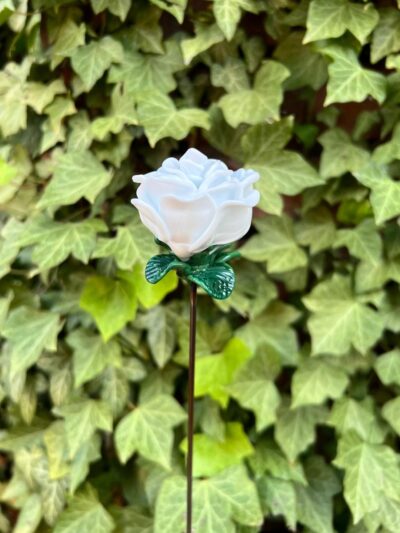 Rose blanche éternelle