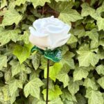 Rose blanche éternelle