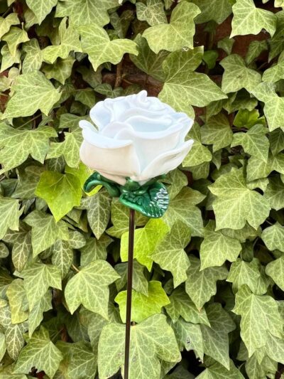 Rose blanche éternelle