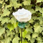 Rose blanche éternelle