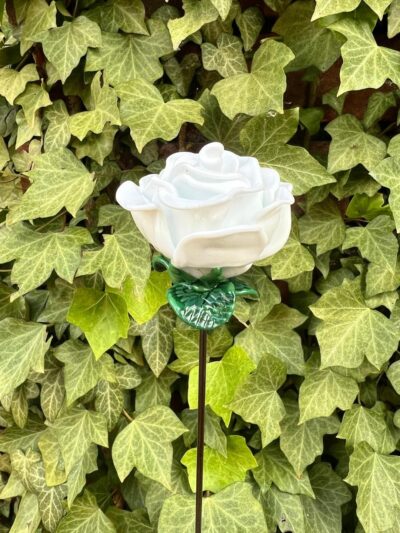 Rose blanche éternelle