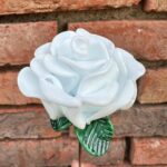 Rose blanche éternelle