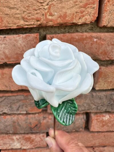 Rose blanche éternelle