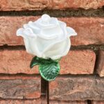 Rose blanche éternelle