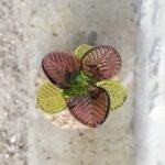 Fleur artificielle en verre de Murano