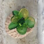 Fleur de verre