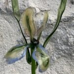 Fleur en verre Iris