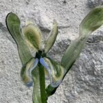 Fleur en verre Iris