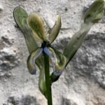 Fleur en verre Iris