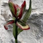 Iris en verre filé