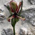Iris en verre filé