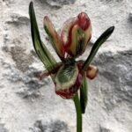 Iris en verre filé