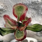 Iris en verre filé
