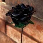 Rose éternelle noire