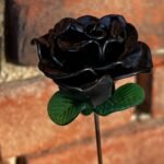 Rose éternelle noire